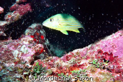 Paradise Reef, Cozumel, Mexico.  Nokonos V with strobe. T... by Mordechai Saxon 